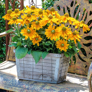 Feature Plant: Rudbeckia