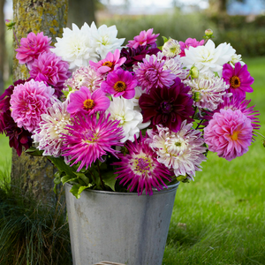 Delightful Dahlias