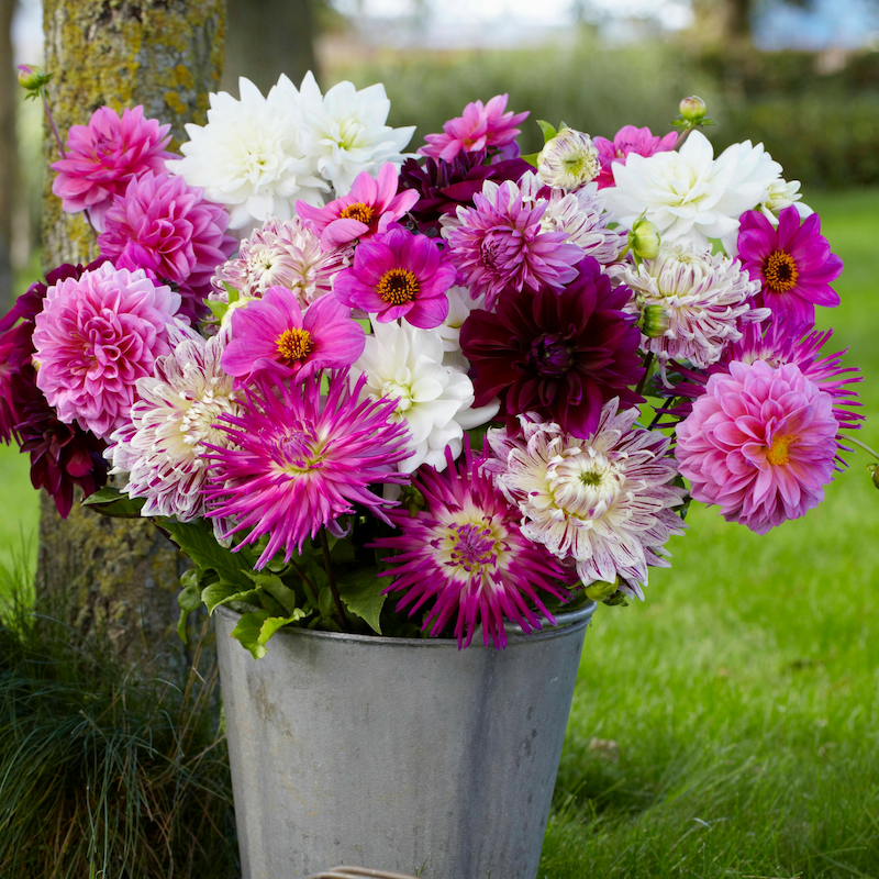 Delightful Dahlias Ego's Garden Online