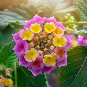 Lantana - Easy Growing Butterfly Magnet