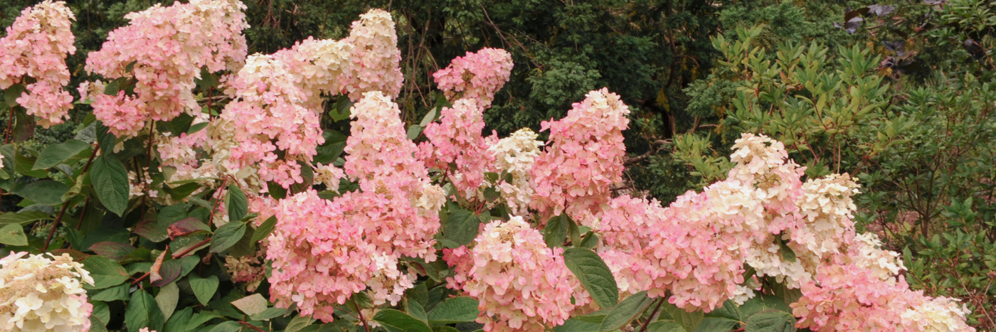 Hardy Hydrangeas