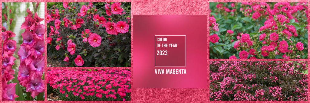Viva Magenta - Pantone Colour of the Year 2023 – Ego's Garden Online