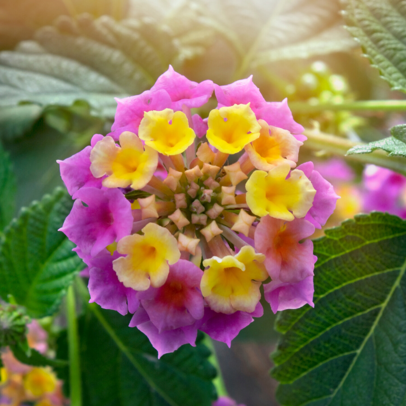 Lantana - Easy Growing Butterfly Magnet