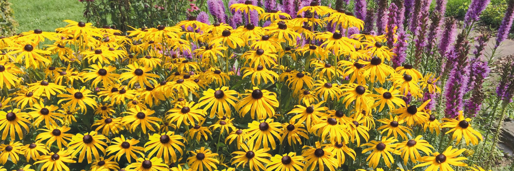 2023: Rudbeckia 'American Gold Rush'