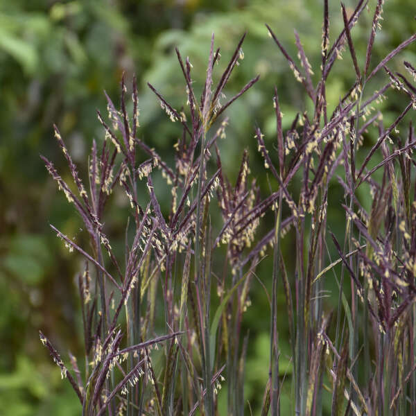 Blackhawks Bluestem