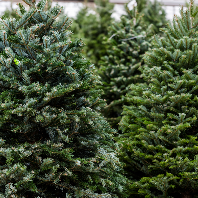 Fresh Christmas Trees