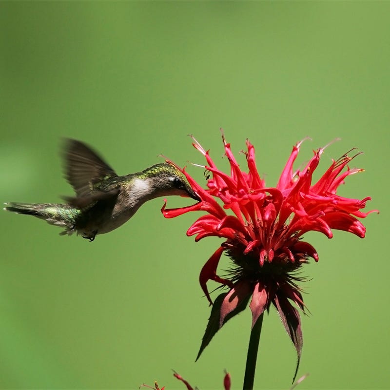 Pollinator Gardens