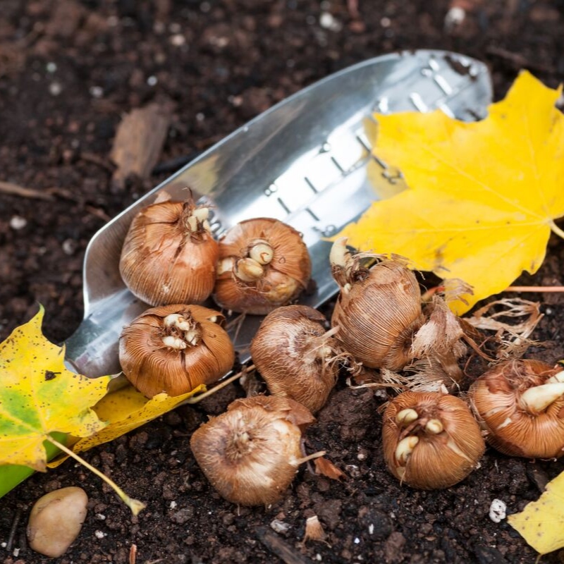 Plant Fall bulbs now for Spring Colour