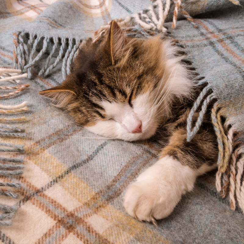 Tartan Wool Blankets